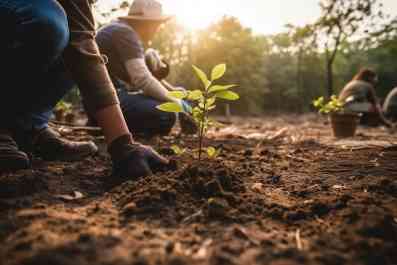 hfiltration-piantumazione